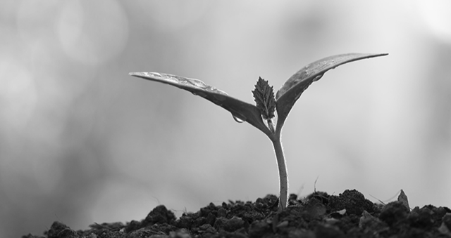 newsletter_growth_digital_innovation